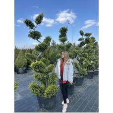 Купресcоципарис Лейланда Каст голд (НІВАКІ) 200-250 см